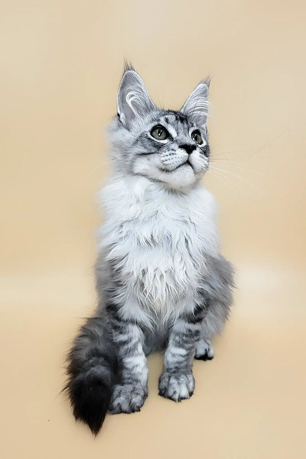 Graff | maine coon kitten