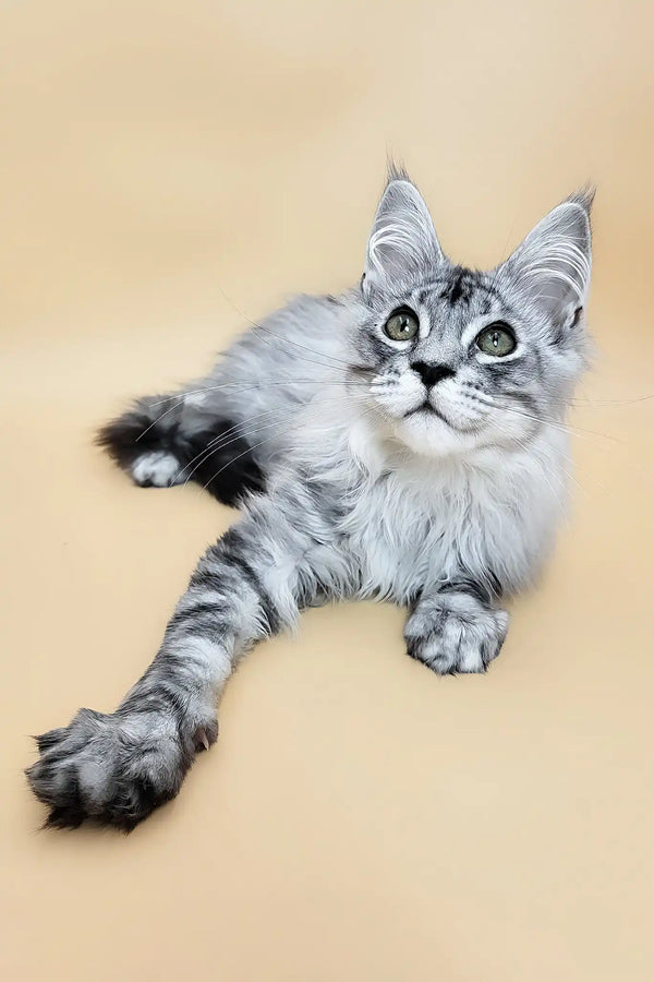 Graff | maine coon kitten