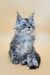 Graff | maine coon kitten