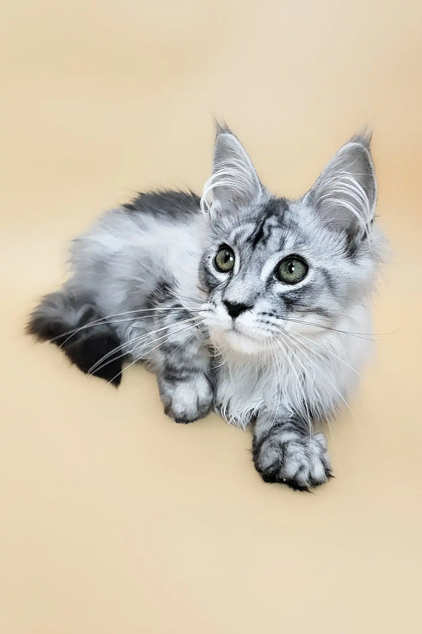 Graff | maine coon kitten