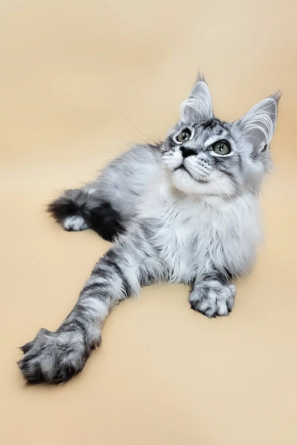 Graff | maine coon kitten