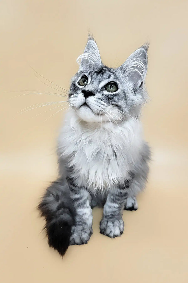 Graff | maine coon kitten