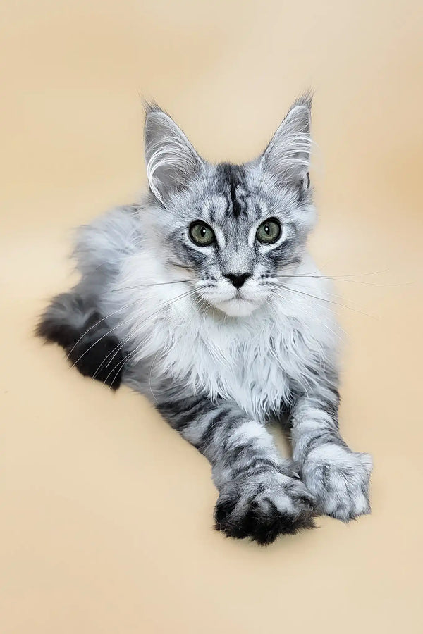 Graff | maine coon kitten
