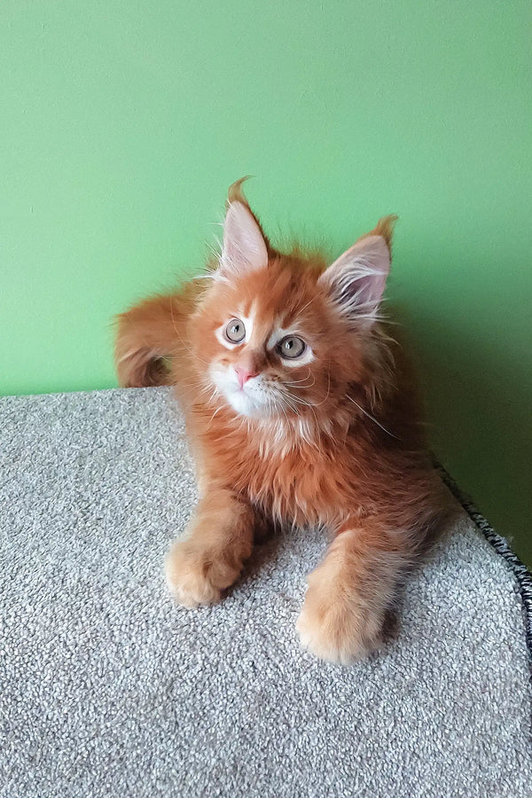 Ginger Maine Coon kitten lounging in Graffy product for playful pet lovers