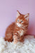 Adorable Ginger Maine Coon kitten from Graffy | Maine Coon Kitten collection