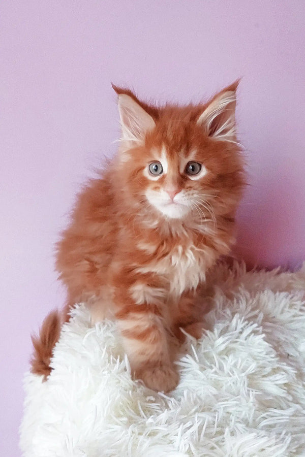 Ginger Maine Coon kitten looking adorable in Graffy Maine Coon Kitten product