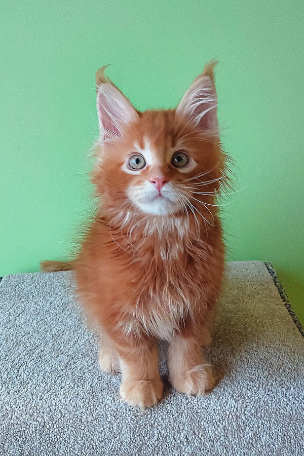 Cute Ginger Maine Coon kitten from the Graffy Maine Coon Kitten product