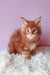 Ginger Maine Coon kitten in Graffy product, perfect for cat lovers and enthusiasts