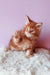 Ginger Maine Coon kitten in Graffy product showcasing adorable fluffy cuteness