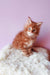 Ginger tabby kitten in the Graffy Maine Coon Kitten product, super cute and playful