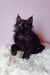 Cute Black Maine Coon kitten from Grafinya | Maine Coon Kitten collection