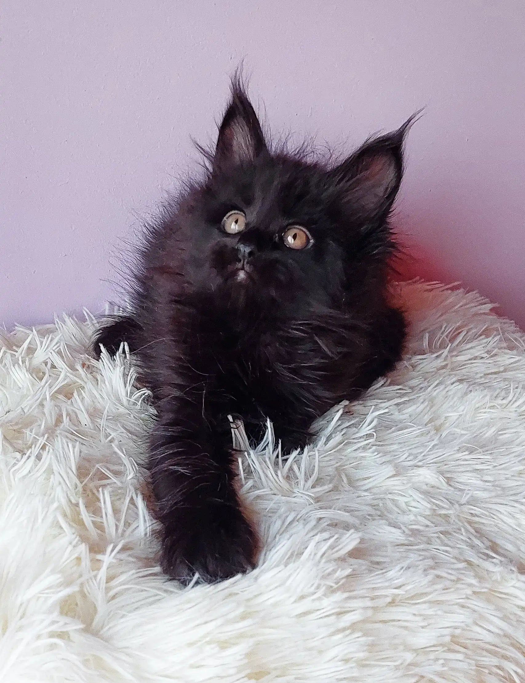 Fluffy black Maine Coon kitten with tufted ears from Grafinya, super adorable!