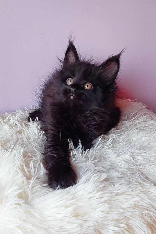 Fluffy black Maine Coon kitten with tufted ears from Grafinya, super adorable!