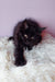 Fluffy black kitten from Grafinya Maine Coon Kitten product, super adorable and playful