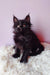 Fluffy black Maine Coon kitten with tufted ears for Grafinya product