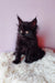 Fluffy black Maine Coon kitten from Grafinya, super cute and playful