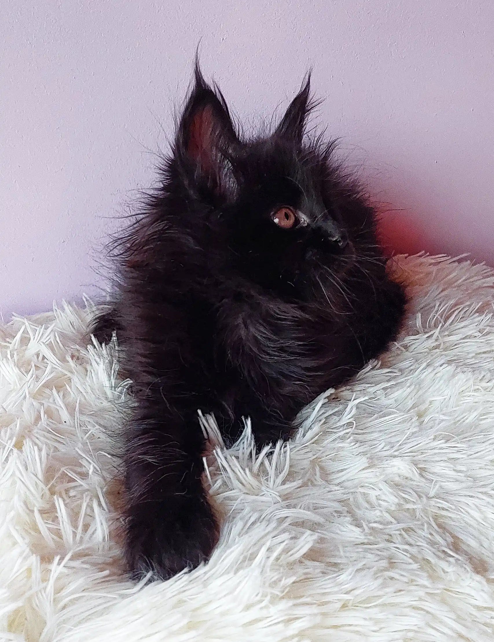 Fluffy black Maine Coon kitten from Grafinya looking adorable and playful