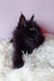 Fluffy black Maine Coon kitten from Grafinya looking adorable and playful