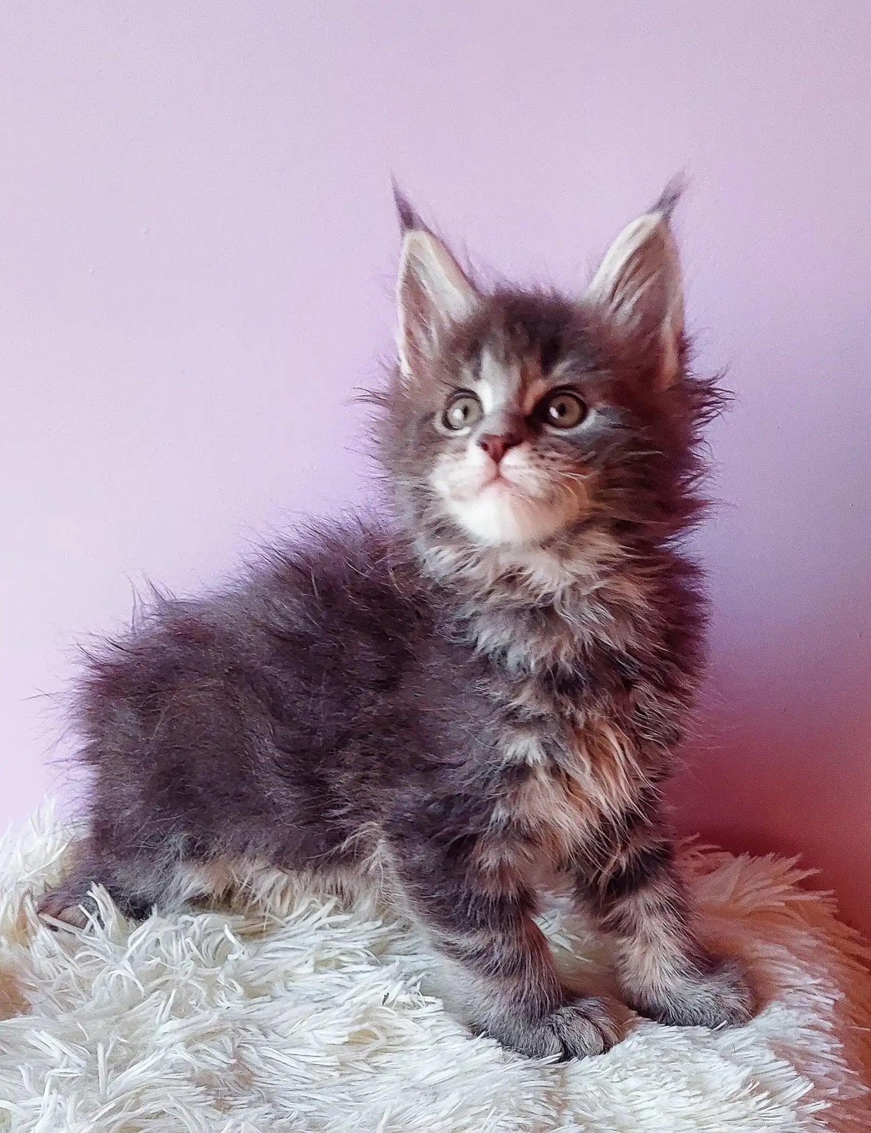 Fluffy gray Maine Coon kitten featured in Grafit Maine Coon Kitten product