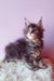 Fluffy gray Maine Coon kitten featured in Grafit Maine Coon Kitten product