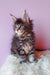 Fluffy gray tabby kitten in Grafit Maine Coon Kitten product display