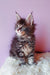 Fluffy gray tabby kitten from Grafit, Maine Coon Kitten collection