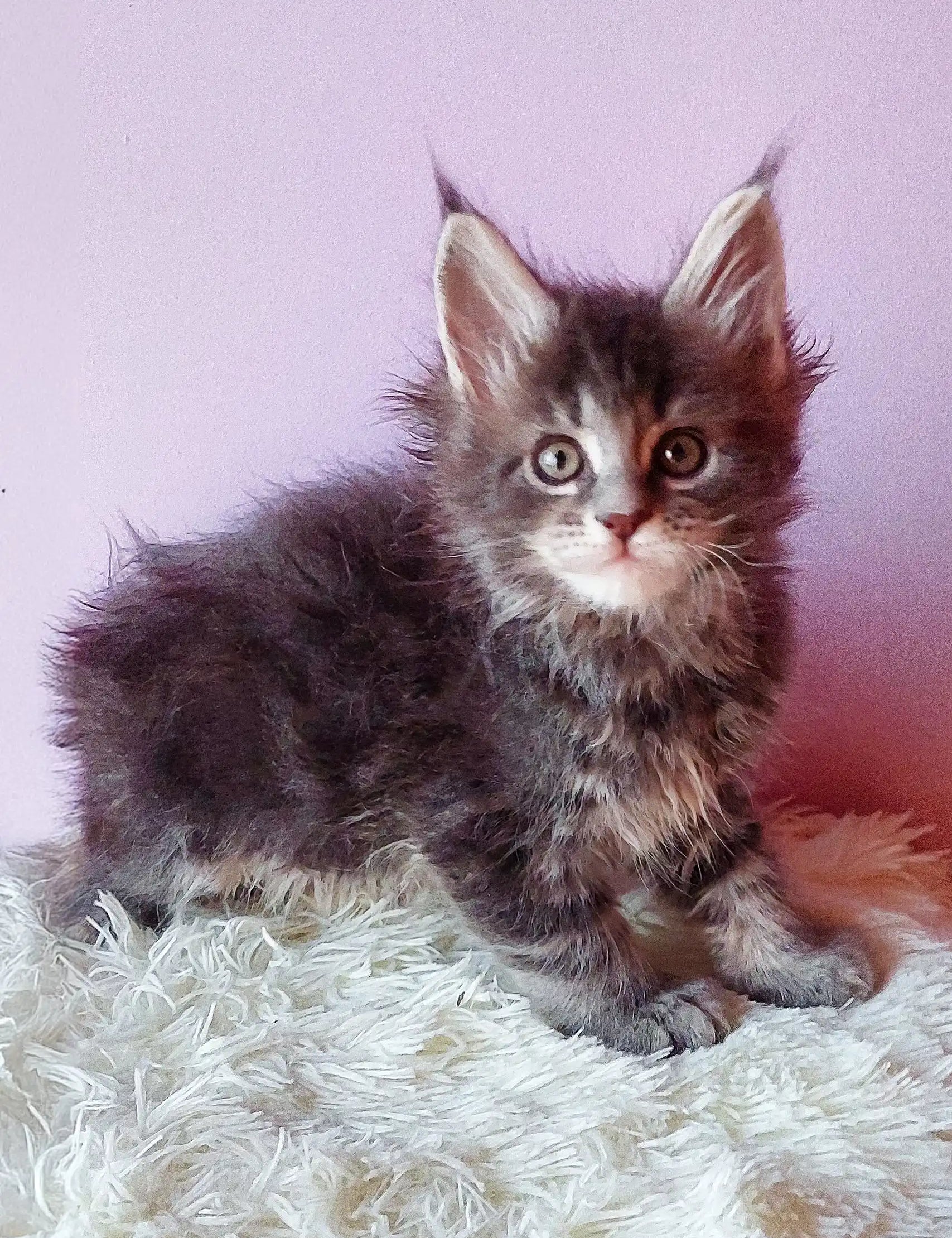 Gray Maine Coon kitten exploring its cozy space in the Grafit | Maine Coon Kitten product