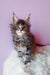 Gray Tabby Maine Coon Kitten in Grafit product showcasing its adorable features