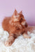 Fluffy ginger kitten from Grambo Maine Coon Kitten collection, super adorable!