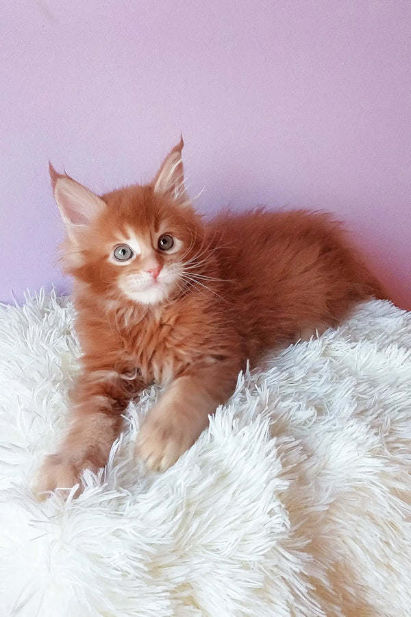 Ginger Maine Coon kitten featured in Grambo Maine Coon Kitten product