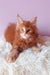 Ginger Maine Coon kitten in Grambo product, adorable and playful cutie