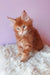 Cute Ginger Maine Coon kitten from Grambo Maine Coon Kitten collection