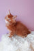 Ginger Maine Coon kitten from Grambo, the cutest furry friend you’ll love!