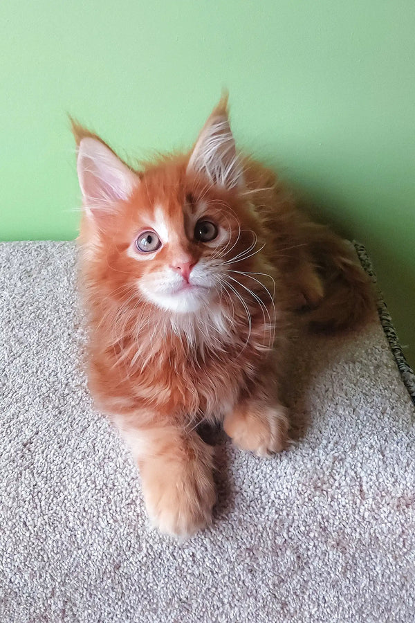 Adorable orange Maine Coon kitten from Grambo Maine Coon Kitten collection
