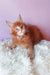 Adorable Red Maine Coon kitten from Grambo Maine Coon Kitten collection