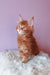 Red Maine Coon kitten named Grambo looking super cute and playful