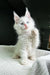 Adorable White Fluffy Kitten with Blue Eyes from Grand Amour Maine Coon collection