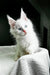 Adorable White Fluffy Kitten with Bright Blue Eyes from Grand Amour Maine Coon