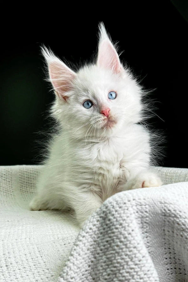 Adorable White Fluffy Kitten with Bright Blue Eyes from Grand Amour Maine Coon