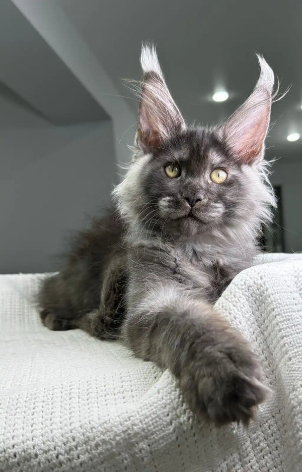 Gray Maine Coon cat with ear tufts and alert look for Grandbonjur Maine Coon Kitten