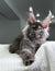 Gray Maine Coon cat with ear tufts and fluffy fur from Grandbonjur Maine Coon