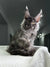 Fluffy gray Maine Coon kitten with ear tufts from Grandbonjur Maine Coon