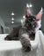 Gray Maine Coon kitten relaxing on a soft surface from Grandbonjur Maine Coon line