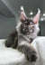 Gray Maine Coon cat with ear tufts and yellow eyes from Grandbonjur Maine Coon Kitten