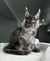 Fluffy gray Maine Coon kitten with ear tufts, perfect for Grandbonjur Maine Coon lovers