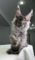 Gray Maine Coon kitten with ear tufts and alert look for Grandbonjur Maine Coon