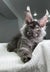 Gray Maine Coon cat with ear tufts and alert look, featured in Grandbonjur Maine Coon