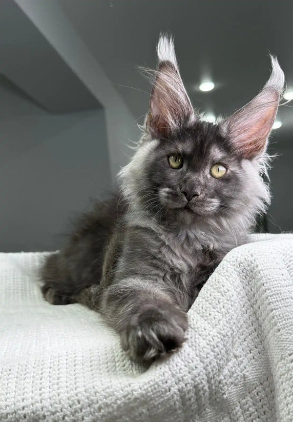 Gray Maine Coon cat with ear tufts and alert look, featured in Grandbonjur Maine Coon