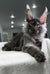 Gray Maine Coon with ear tufts and green eyes from Grandbonjur Maine Coon Kittens