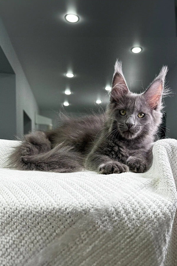 Gray Maine Coon kitten lounging on textured white surface for Granddame collection